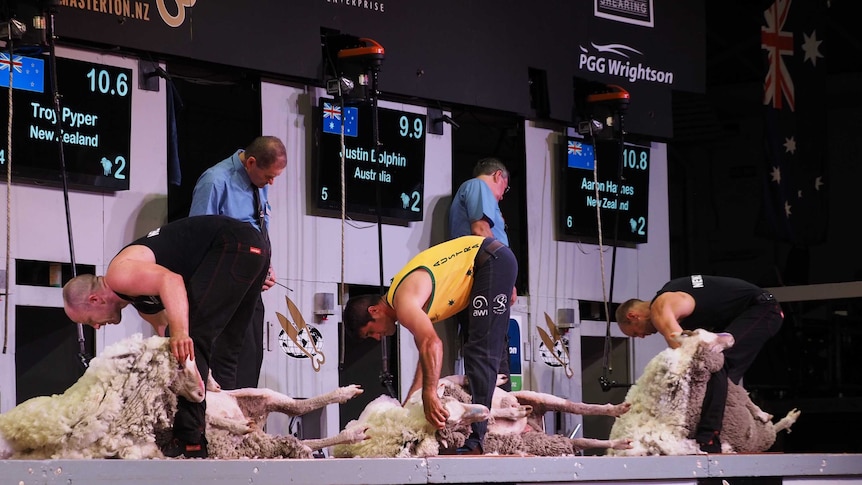 Justin Dolphin, wearing a green and gold singlet, shears a sheep in the 2016 Trans Tasman Test in Masteron, NZ