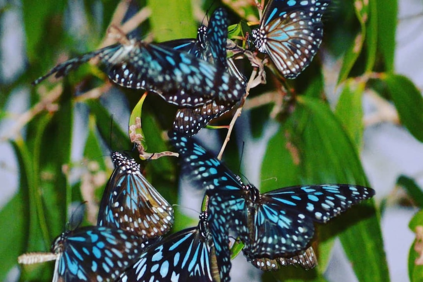 blue and black butterflies in green plants