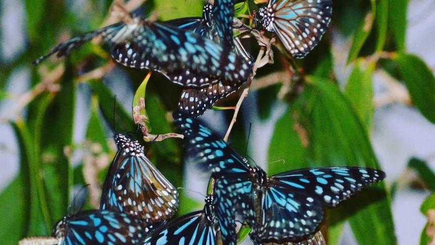 blue and black butterflies in green plants