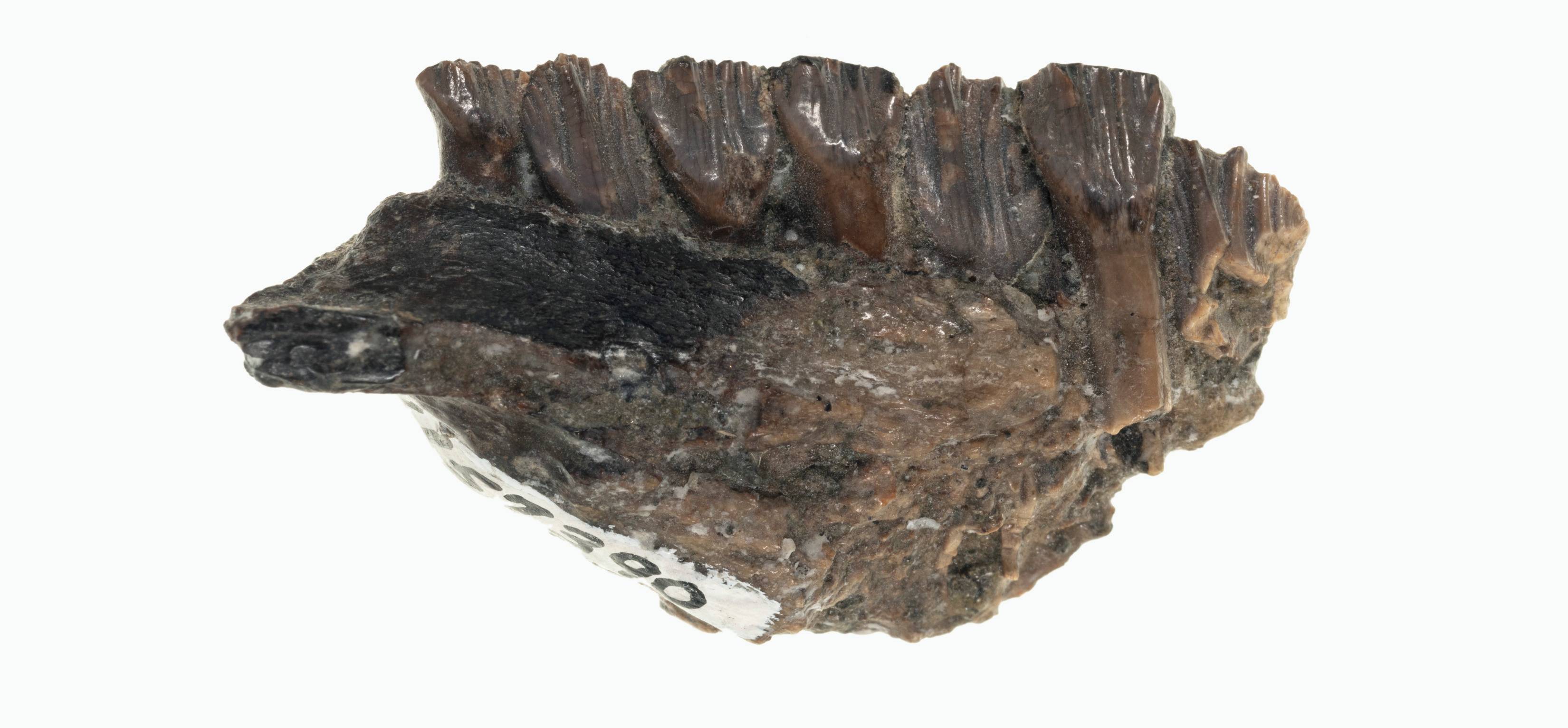 A fossilised bone with seven fossilised teeth.