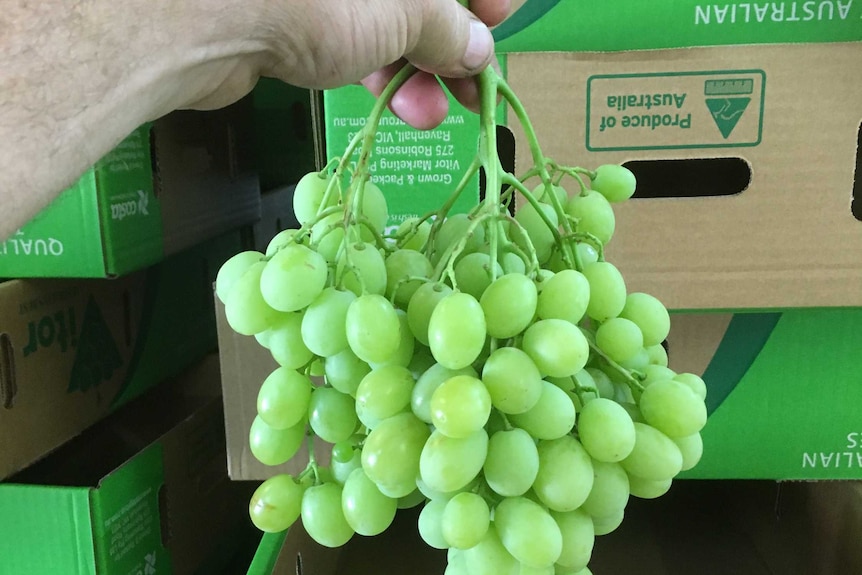 A close up of a man's hand holding a bunch of green grapes.