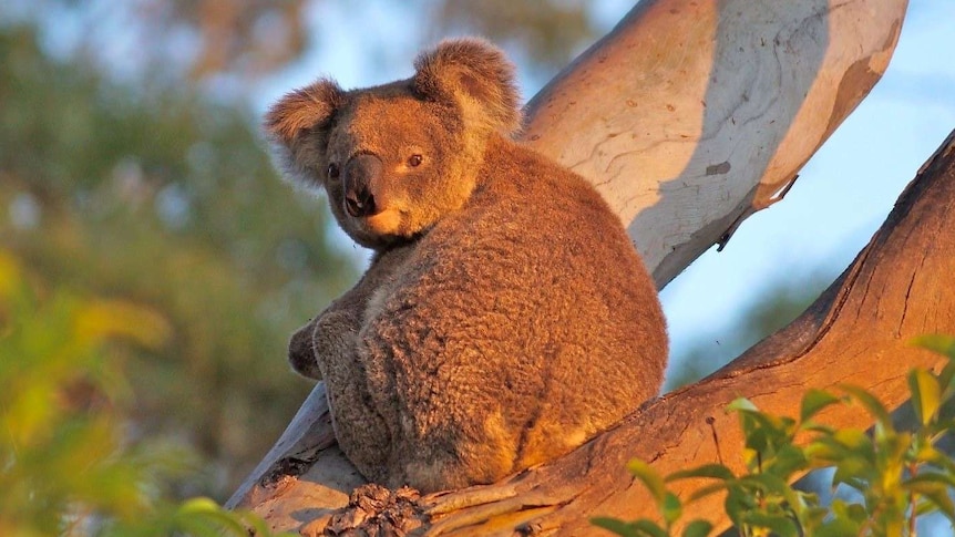 A koala sitting in a gum tree.