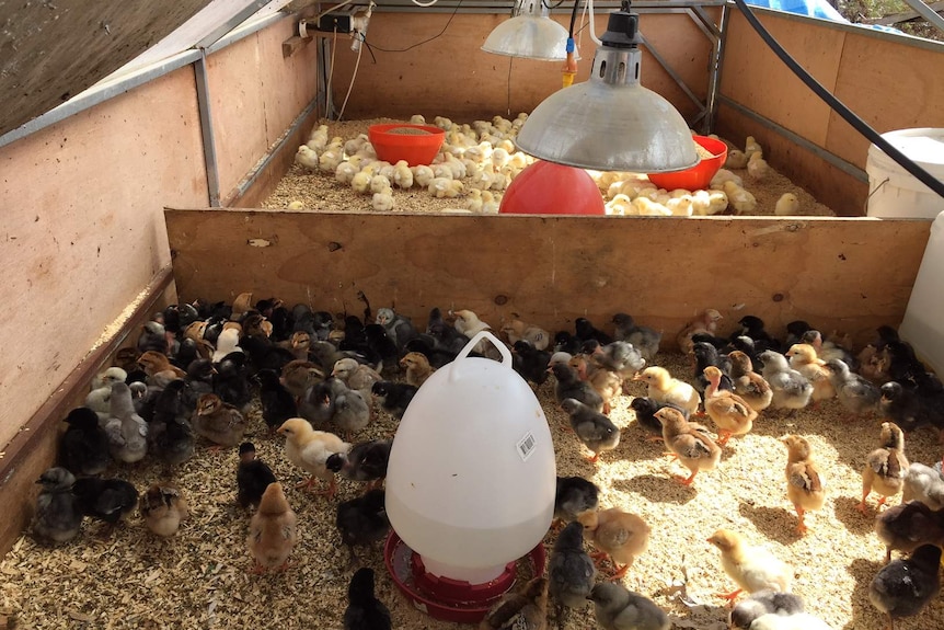 Chicks in a brooder at Tom Bradman's farm in SA.