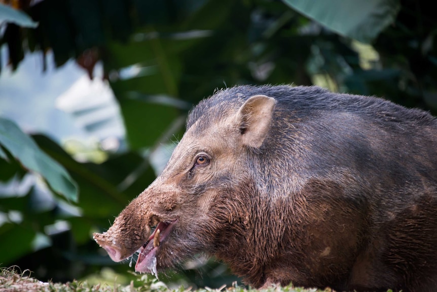 A wild boar (man eating?)