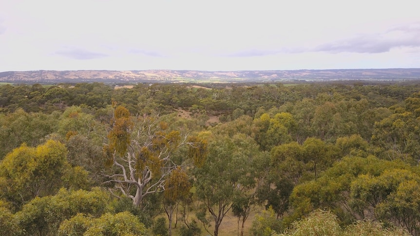 An aerial view over bushland with hills beyond.