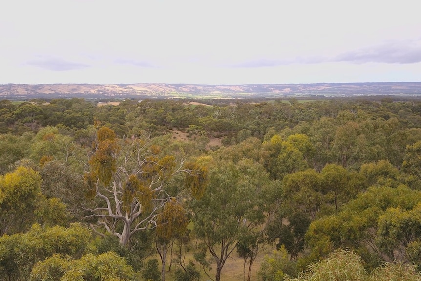 An aerial view over bushland with hills beyond.