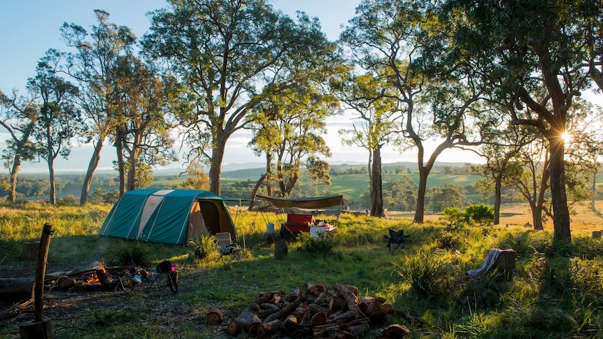 A small tent in a grassy field with gum trees in the background.