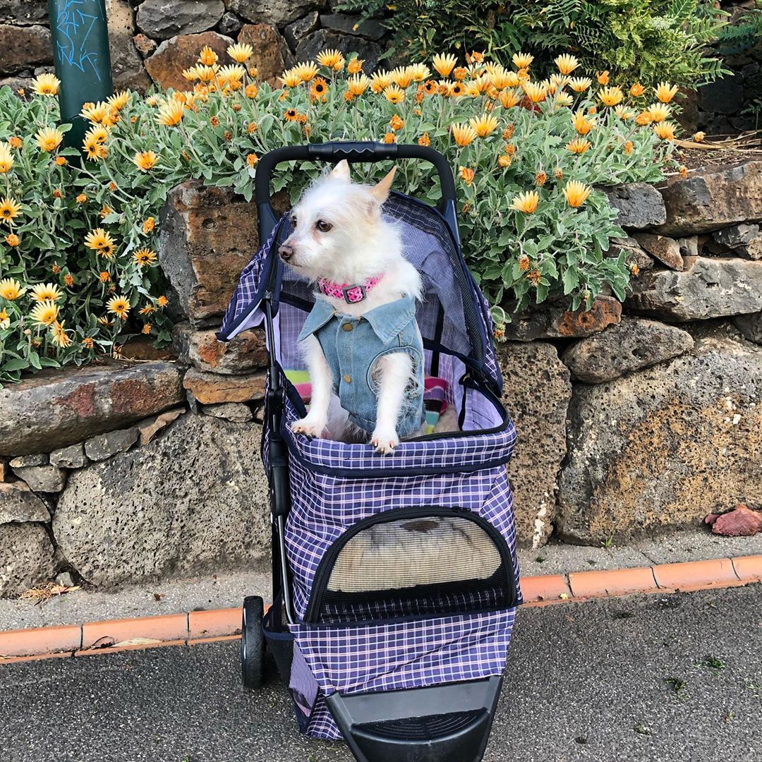Dog prams are a thing. Here's why you might see some fur babies putting