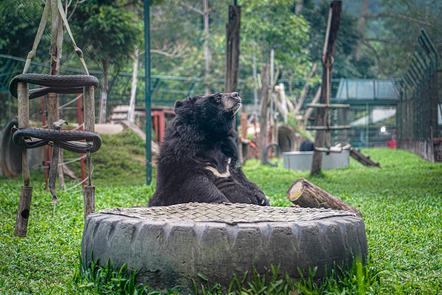 一只熊坐在一个大石头平台后面的围栏里。