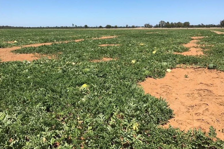 Watermelon crops bask in the sun at Chinchilla, with many expected to die.