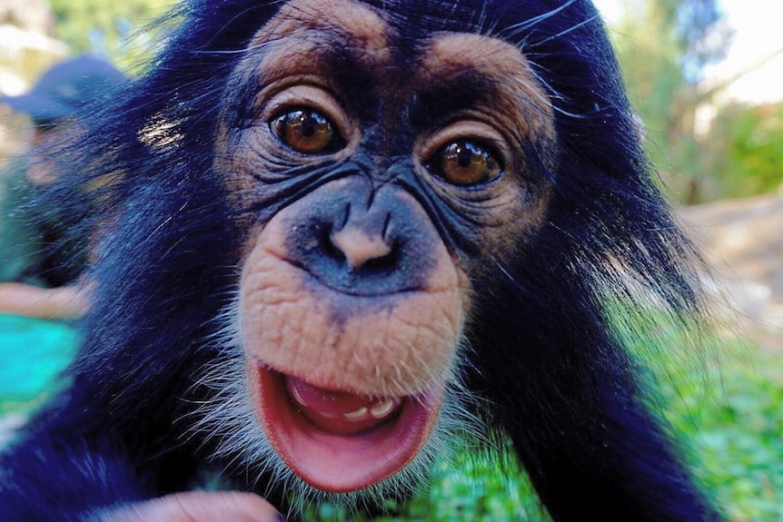 A close up photo of Limbani the chimpanzee.