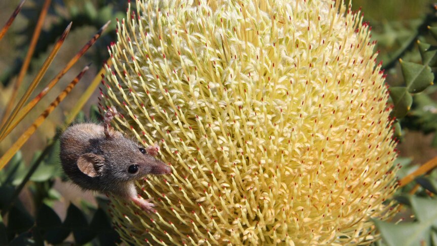 A tiny honey possum feasting on a banksia flower