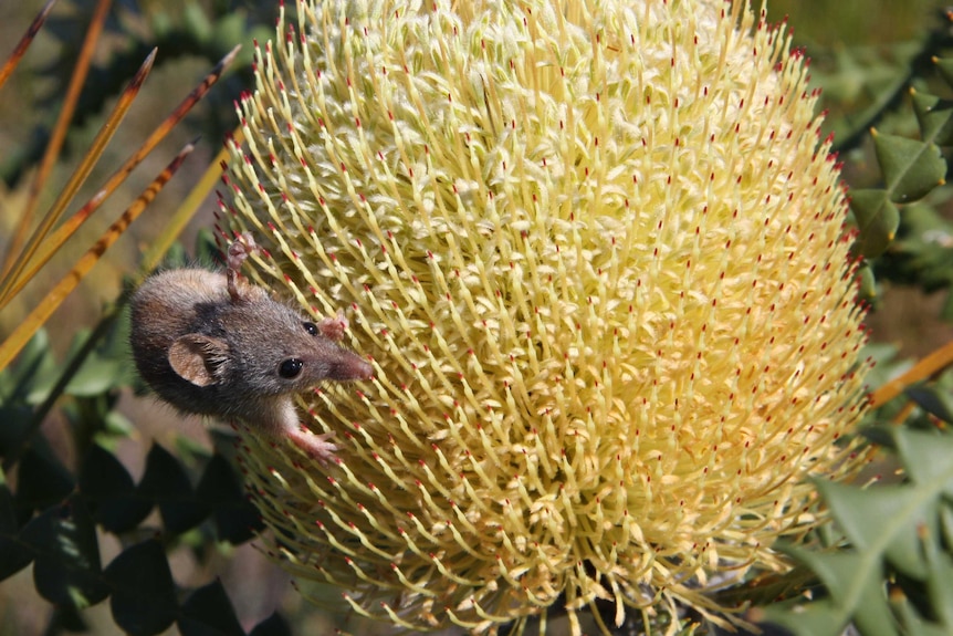 A tiny honey possum feasting on a banksia flower
