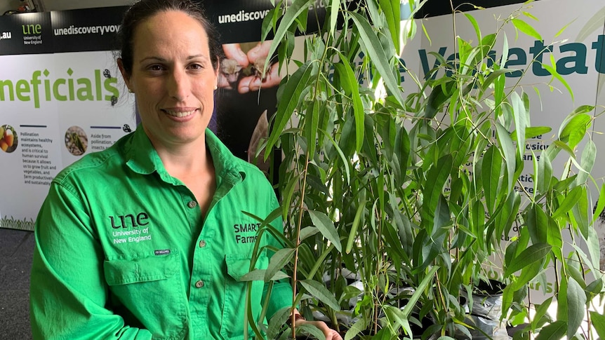 University of New England researcher Dr Rhiannon Smith holding native trees.