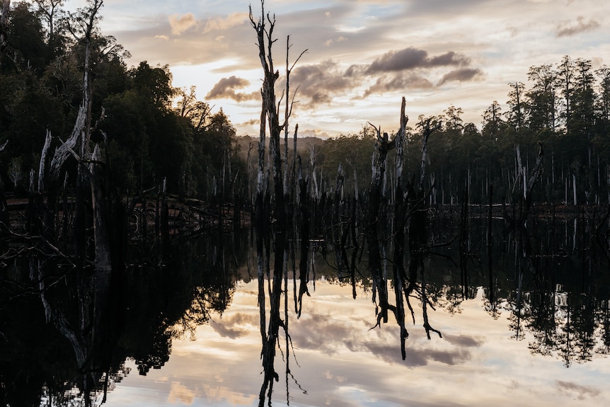 Езеро със сенки на дървета на преден план при залез слънце. 