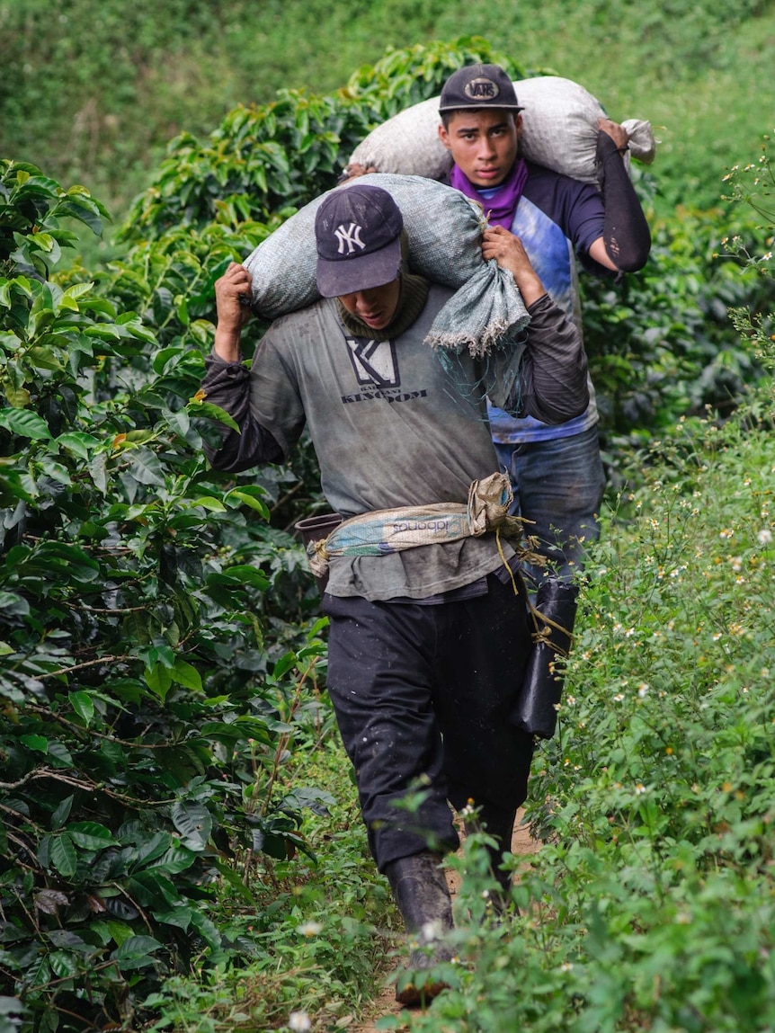 Workers carry bags of coffee berries on a coffee farm in Colombia.