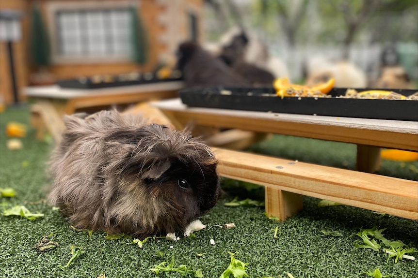 A brown guinea pig with lettuce