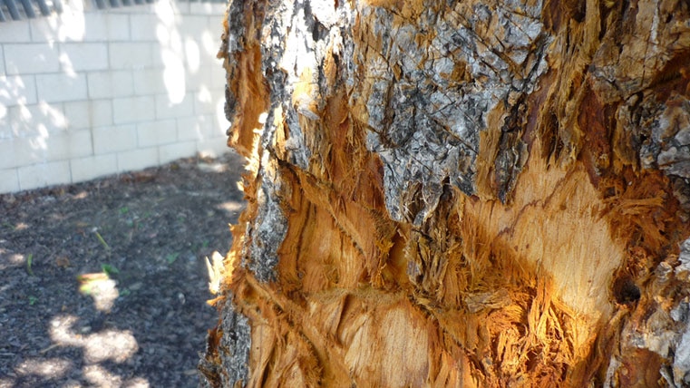Vandalised heritage-listed Leichhardt Tree in Mackay in north Queensland.