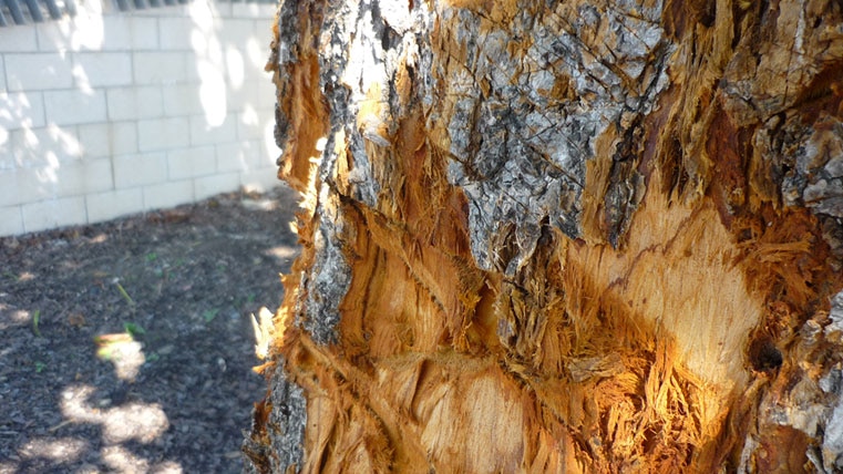 The council says the tree is an important part of Mackay's history.