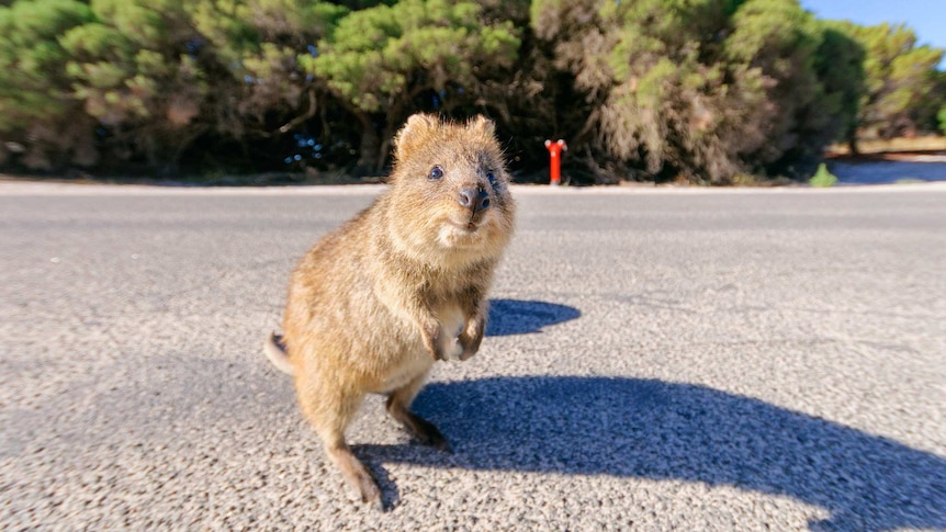 A quokka sits on a road looking at the camera.