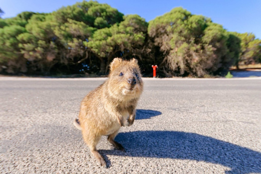 A quokka sits on a road looking at the camera.