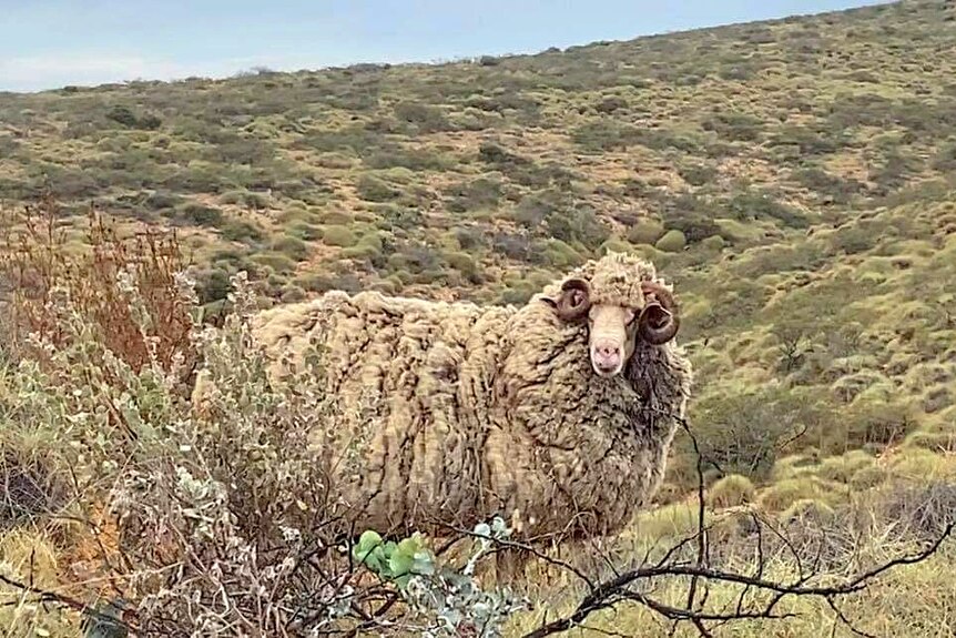 A ram with an overgrown wooly coat stands in the foreground of spinifex hills that fill the frame.