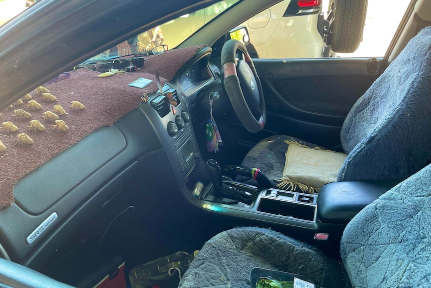 Dozens of cicada shells sitting on car dashboard