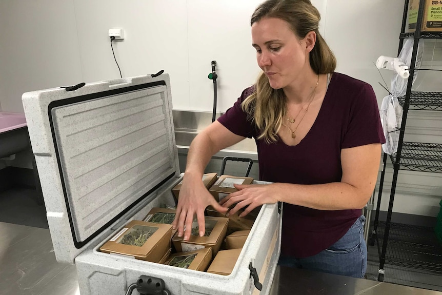 A woman packs cardboard boxes with clear windows, containing microgreens into a large esky.