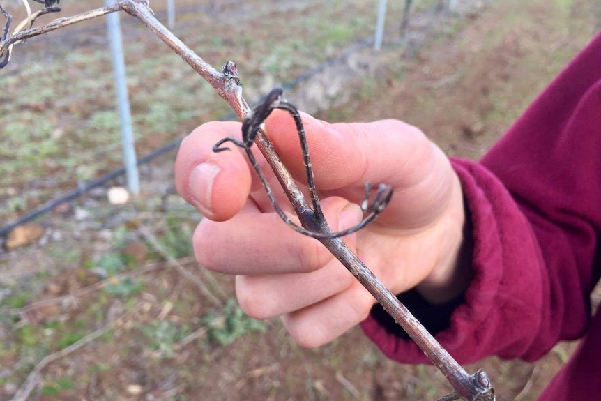 Christobelle Anderson holds saperavi vines at her vineyard in Rutherglen