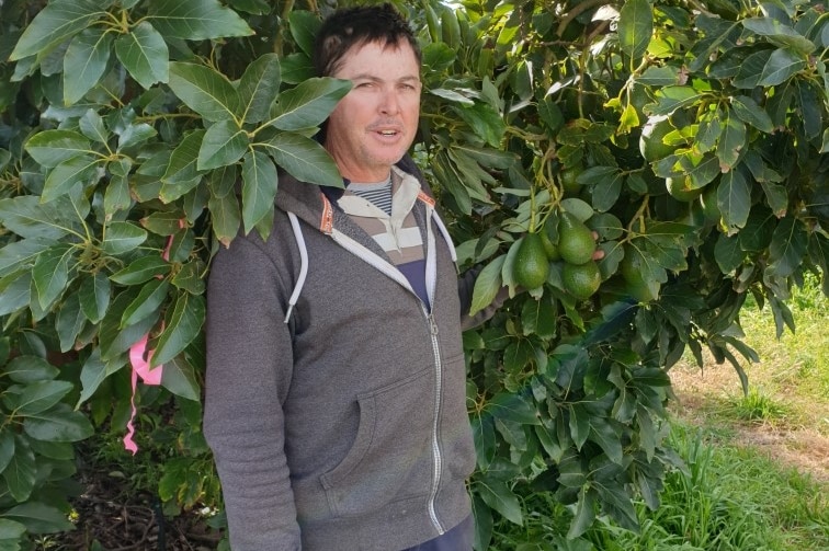 A man standing in front of an avocado tree.
