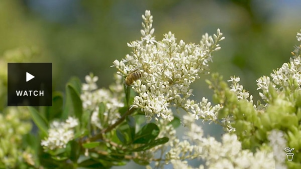 Creamy-white flowers of a Sweet Bursaria shrub. . Has Video.