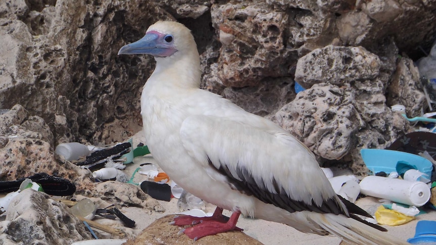 Bird on Australian beach polluted with plastic