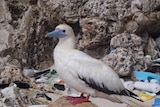 Plastic pollution killing wildlife