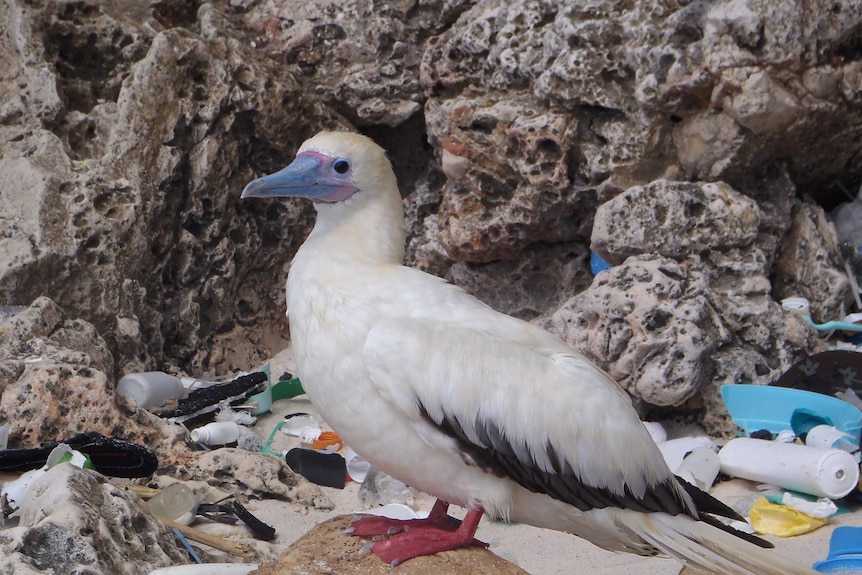 Bird on Australian beach polluted with plastic