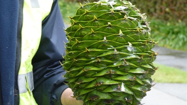 A person holds a bunya pine cone.