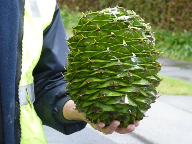 A person holds a bunya pine cone.
