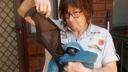 Broome wildlife carer holds bat after rash of bats showed up with Lyssa disease