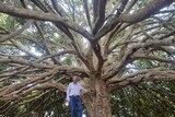 Man standing under canopy of a giant tree 