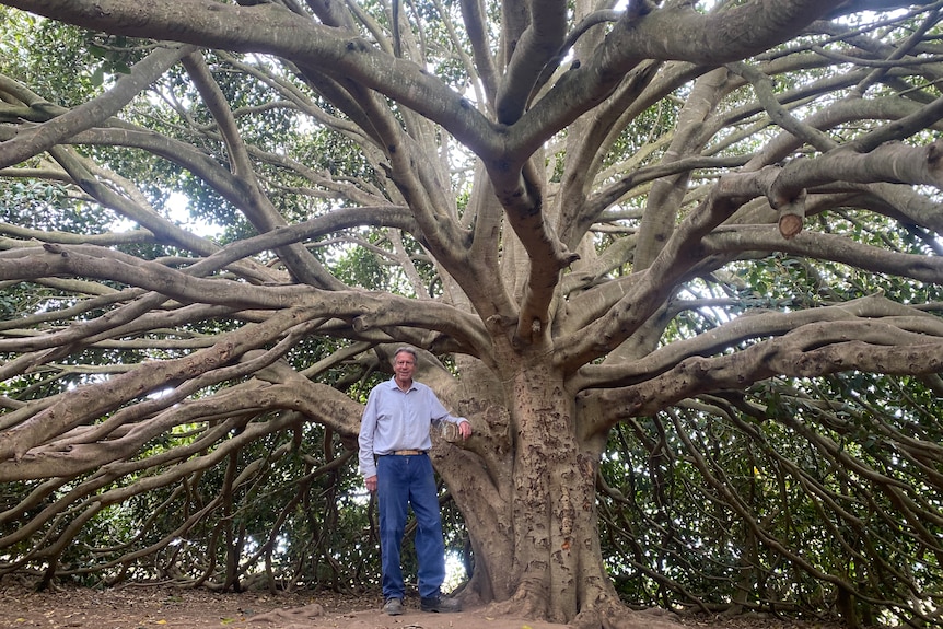 Man standing under canopy of a giant tree 