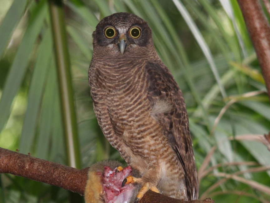 An owl clasping a dead possum in its talons sits in a tree
