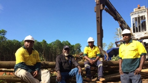 Several Tiwi workers sit on harvest trees on Melville Island.
