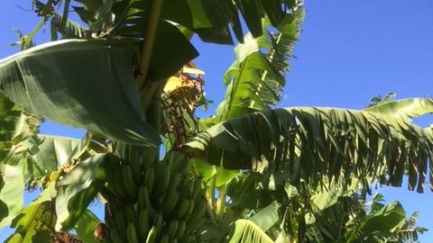 bananas on a tree
