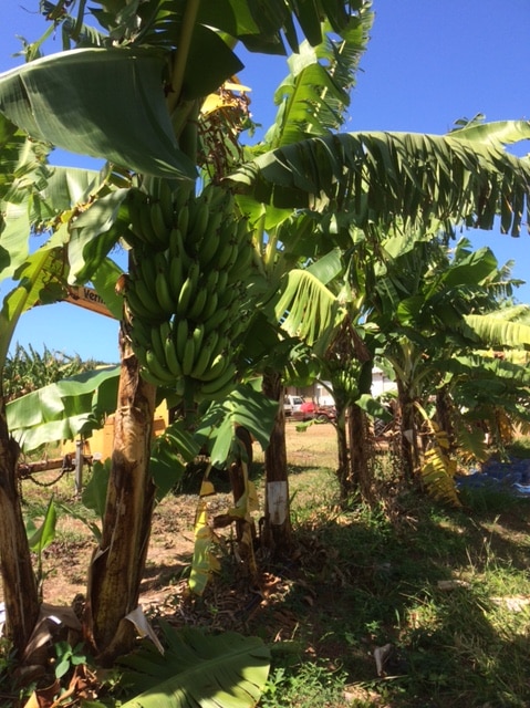 bananas on a tree