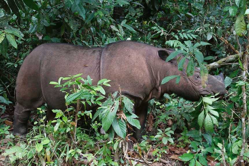 A Rhinoceros is seen standing amongst a trees in a forest