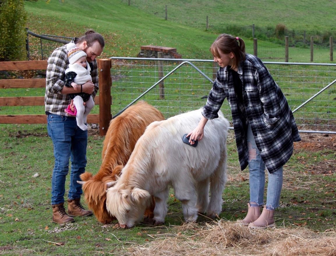 A young man, his female partner and their small baby with a brown fluffy highland calf and a white calf.