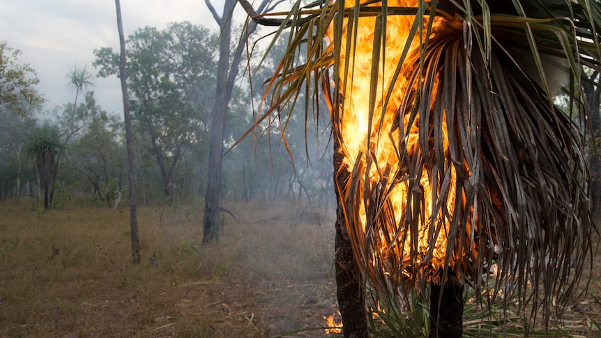 A tree burns in Arnhem Land
