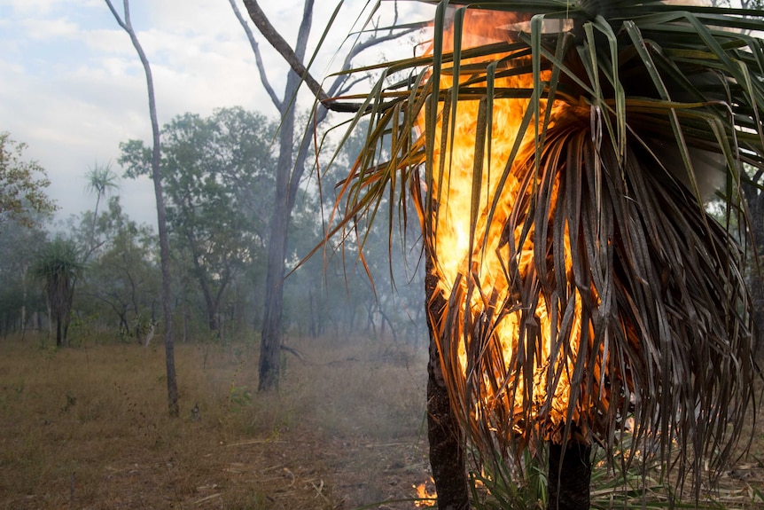 A tree burns in Arnhem Land