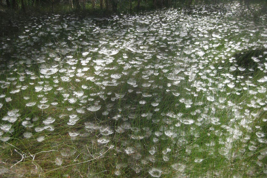 A mass colony of tent spiders