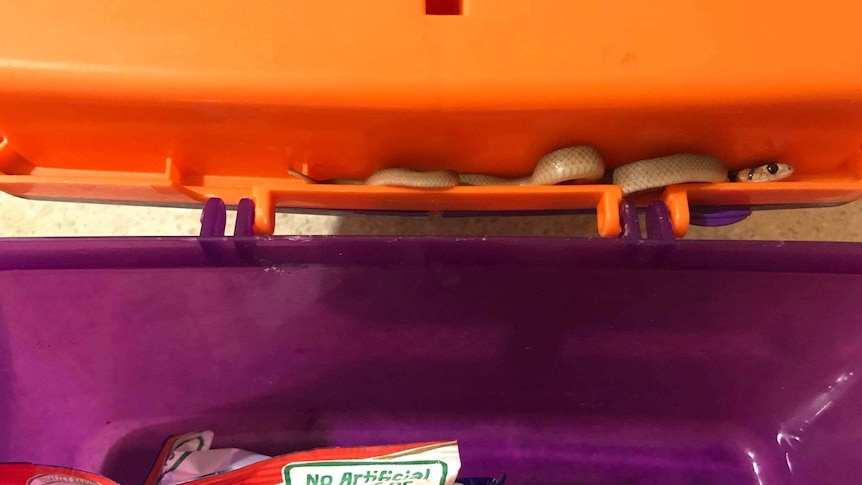 A baby brown snake tucked into the lip of a school lunchbox