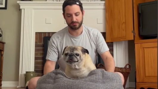 A man in a grey shirt sitting behind a pug